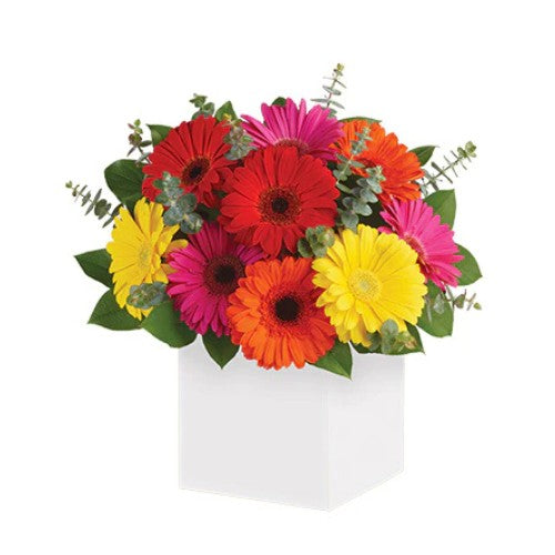 Glorious Gerberas